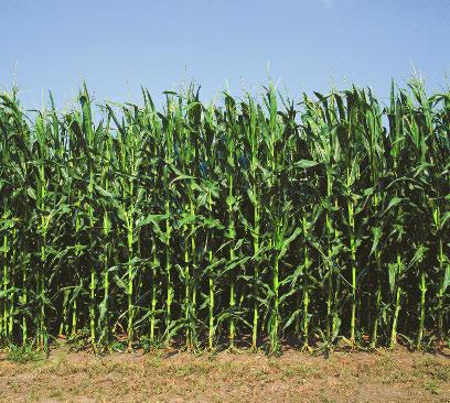 Corn stalks can be taller than people. As the plants grow, the Three Sisters work together. Train the bean plants to climb directly up the corn stalks.