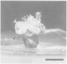 138 ScienceAsia 27 (2001) Surface sterilized explants were cultured on 0.7% agar B 5 medium 5, half in medium with 0, 2.5, 5.0, 7.5 and 10.0 mg.l -1 BA (Sigma Co, Ltd.