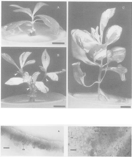 140 ScienceAsia 27 (2001) Fig 3. New shoots of Gardenia jasminoides Ellis cultured on B 5 medium with different concentrations of 2iP at 90 days.
