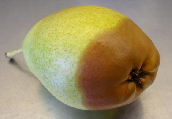 % Decay Incidence of Calyx-end Botrytis in Pears 3.0 2.5 2.0 1.5 1.0 0.5 0.