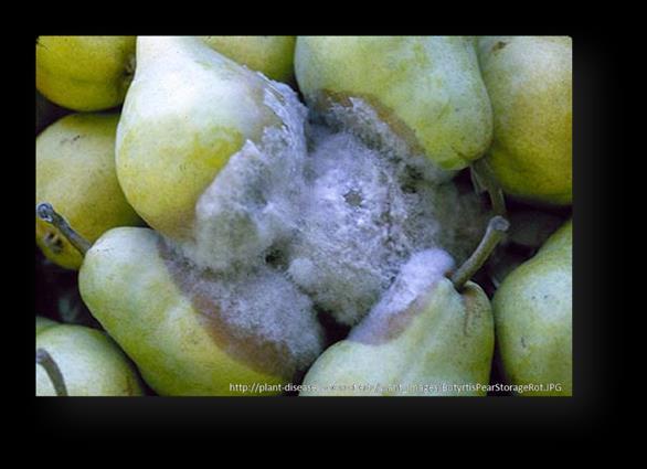 Calyx end decay in pears Calyx end decay in pears Botrytis cinerea Infection at full bloom - stamens Latent in