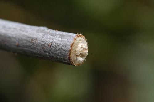 Healthy trees will be able to close the cracks in time with callus tissue. However, it is possible for disease organisms to enter the tree while the crack is open and cause decay.