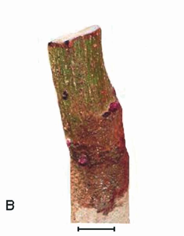 Panel D, formation of a callus bridge between rootstock and scion 2 weeks after grafting in modified bark grafting.