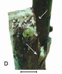 In conclusion, it is possible to obtain high and consistent grafting success in walnut if the grafting is performed in early-spring or late-summer, with some