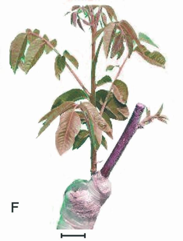 However, walnut growers could apply this procedure by planting seedling rootstocks in their permanent orchard location, then bark grafting them 10 15 cm above the