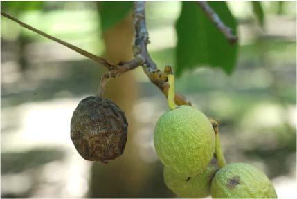 3 P age Sacramento Valley Walnut News Late Summer/Fall 2017 Pruning wound infection rates were compared for winter vs. fall pruning.