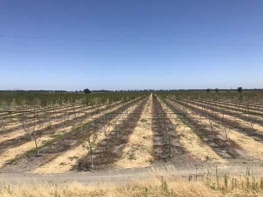 4 P age Sacramento Valley Walnut News Late Summer/Fall 2017 Observations A young Chandler orchard on RX1 clonal Paradox rootstock where a third of the orchard had seepage from January to early May
