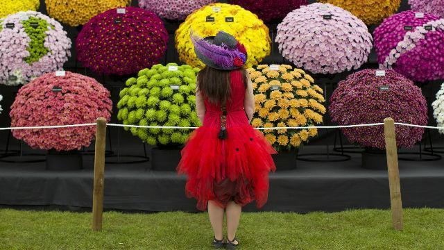 famous flower show in the British Isles and one the most famous in the world, attracting visitors from almost all continents.