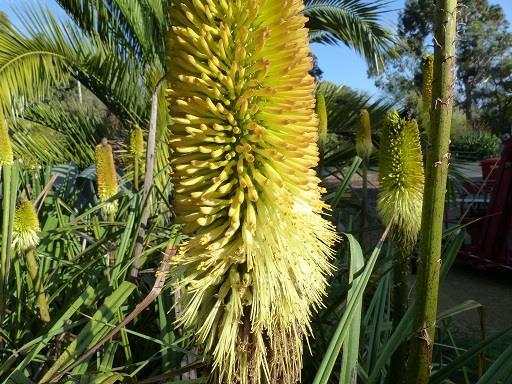 These are the South African Red Hot Poker Kniphofia bruceae (left below).