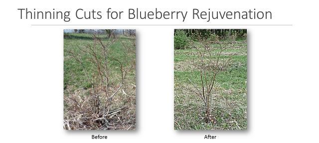 Figure 2. Thinning cuts for blueberry rejuvenation. Heading is performed to induce thicker, fuller growth.