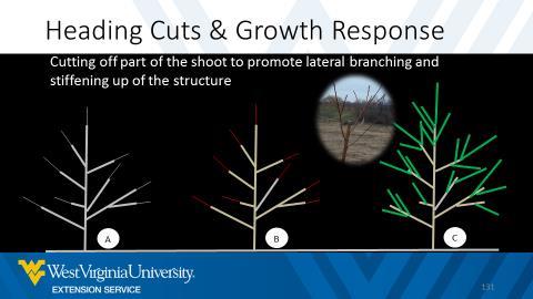 Figure 3. Heading cuts and growth response. A. Original plant. B.