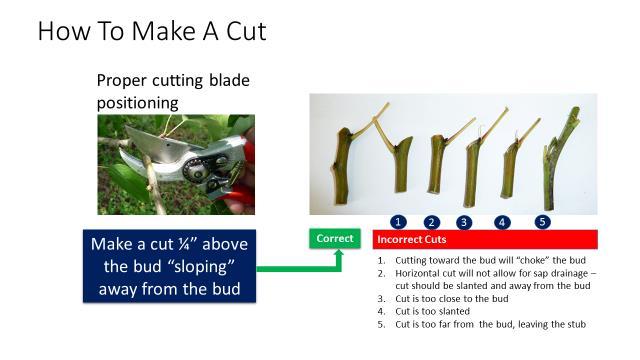 Proper pruning technique also involves knowing how and where to make cuts on the plant: When making cuts, hold hand pruners so that the cutting blade is on top of the branch to be cut and the branch