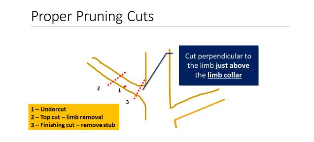 Figure 6. Proper pruning cuts. Large diameter branches should be removed using the 3-step cut.
