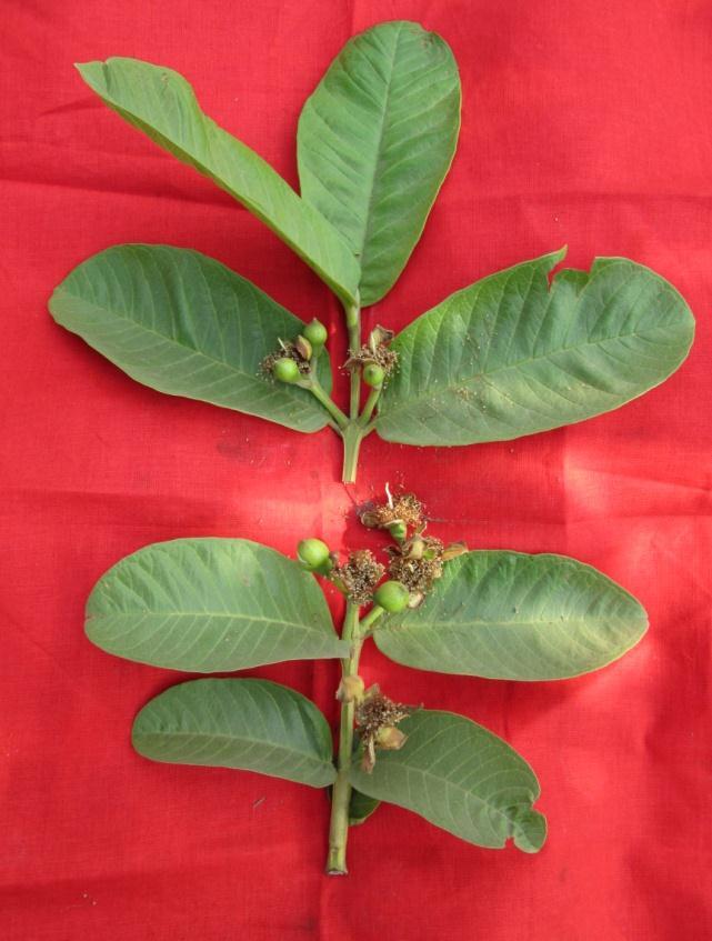 cropping pattern, flowering, yield and quality of guava can be influenced by time of half (50%) shoot pruning treatments.