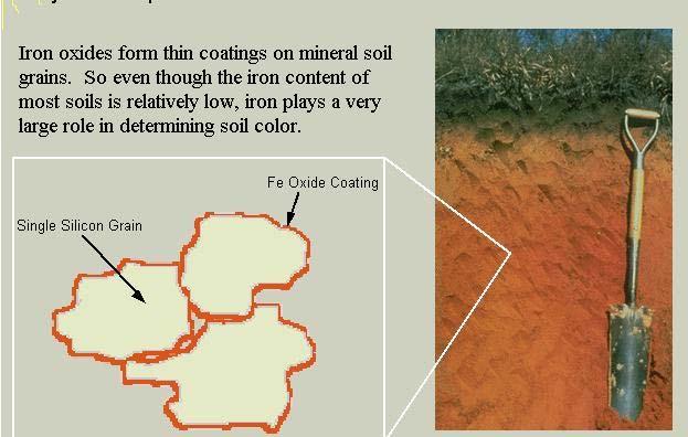 Color of the mineral soil grains in absence