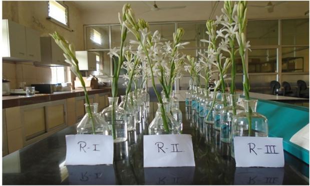 Effect of plant growth regulators benzyladenine, Horticulture Environment and on spike yield and bulb production of tuberose Biotechnology. 2011; 52(1):46-51. (Polianthes tuberosa Linn.) cv.