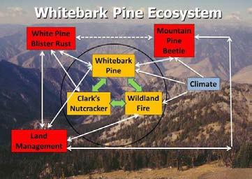 Developing Management Guidelines for Creating Resilient Whitebark Pine Ecosystems in the Northern Rocky Mountains Using Spatial Simulation Modeling A restoration guide for managers that presents
