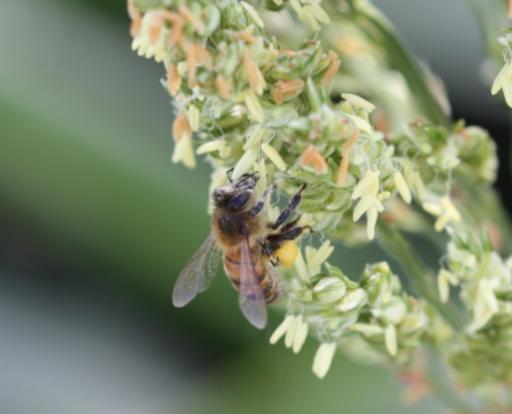 Honey Bees Bees are important for yield, fruit size and quality When possible, apply insecticides during the evening hours (when blooms are closed)