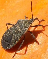 Squash Bug Management Begin monitoring for egg masses after emergence through mid flowering Suggested treatment threshold is 1 egg mass per plant, or when adults or nymphs are present Time