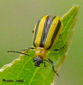 Cucumber Beetles Striped and spotted species