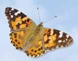 Garden Butterflies Comma 55-50mm The Comma s name comes from the