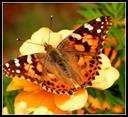 active caterpillar stage Small copper (