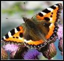 Holly blue ( ust) Red admiral Butterfly &