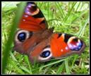 Small tortoiseshell Butterfly & (il ober)