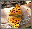 The butterfly over-winters as a caterpillar The pupa stage of the