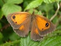 stage known as the imago The active caterpillar stage The Comma