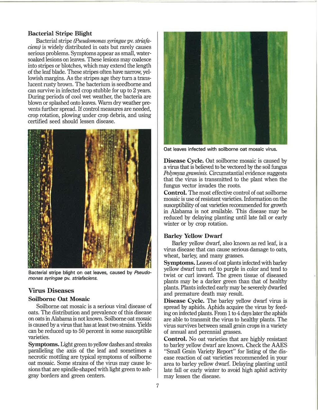 Bacterial Stripe Blight Bacterial stripe (Pseudomonas syringae pv. striajaciens) is widely distributed in oats but rarely causes serious problems.