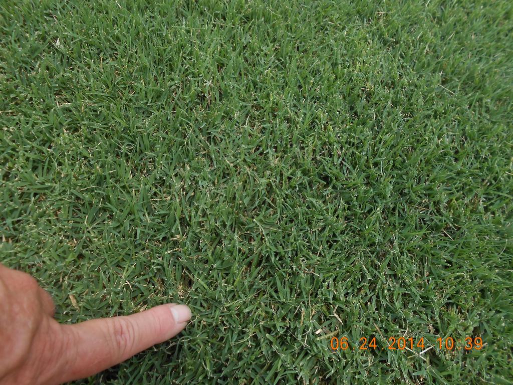 Hollywood Management Guidelines INTRODUCING OUR NEWEST STAR: HOLLYWOOD BERMUDAGRASS (Cynodon dactylon) CONTENTS BENEFITS OF USING HOLLYWOOD Benefits of Using Hollywood Improved seeded bermudagrass