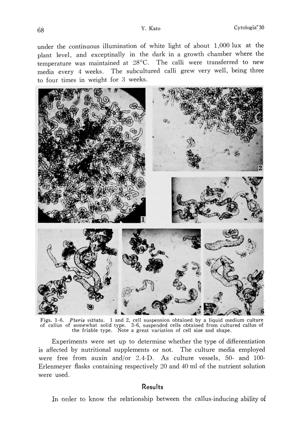 68 Y. kato Cytologia 30 under the continuous illumination of white light of about 1,000 lux at the plant level, and exceptinally in the dark in a growth chamber where the temperature was maintained