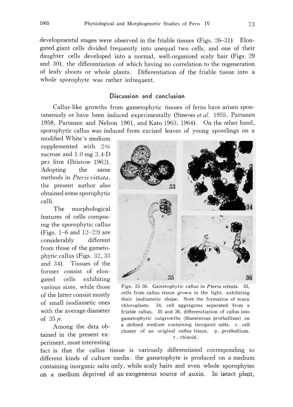 1965 Physiological and Morphogenetic Studies of Fern IV 73 developmental stages were observed in the friable tissues (Figs. 26-31).