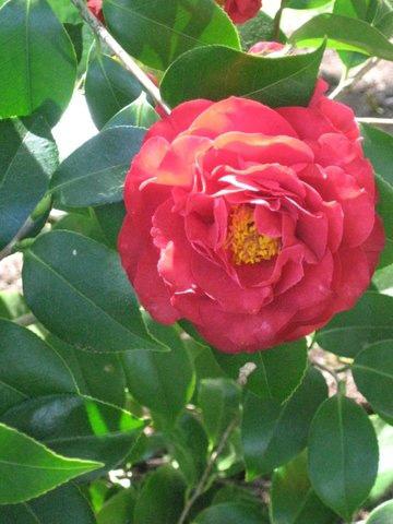 Plant of the Week, Ginny Rosenkranz Camellia japonica Blood of China is a spring blooming camellia that grows 6-8 feet tall and 5-6 feet wide with an upright growing habit.