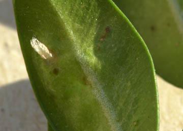 On April 27, newly hatched boxwood mites were found on plants in Baltimore. If your customer has boxwood growing in sunny spots and has mite injury from last year, examine the foliage closely.