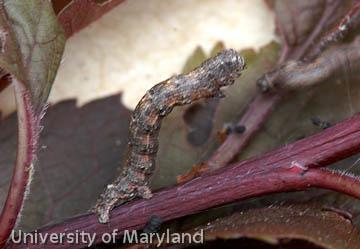 Fall Cankerworms Out in Southern Maryland Ben Beale, Extension Educator in Southern Maryland, reported activity of fall cankerworm in northern St.