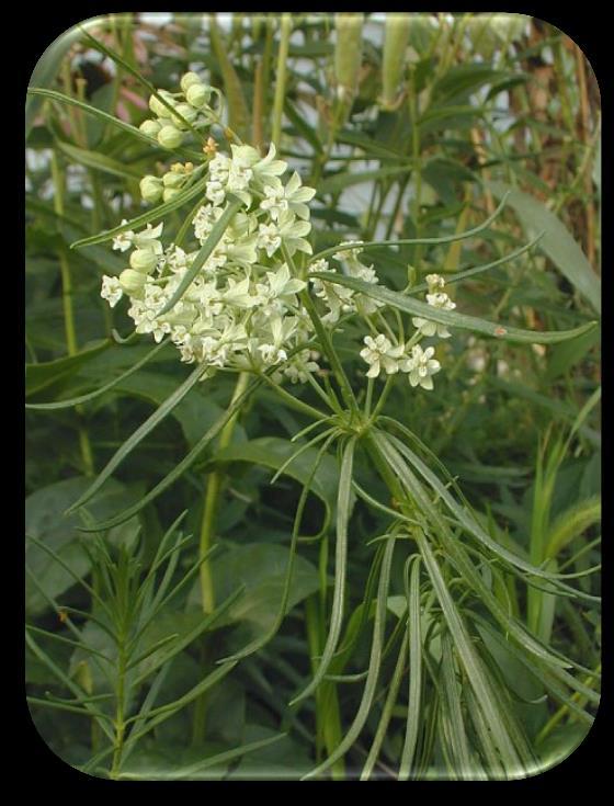 Height: 1 foot mound. Blooms: April to May followed by feathery seed heads in June. Color: Lacy furry green foliage, light lavender flowers. Flowers push up through the soil before the leaves.