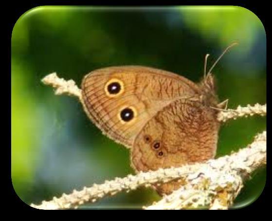 Benefits: Skipper butterfly and Common ringlet