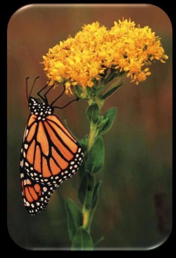 13 Stiff Goldenrod (Solidago rigida) Soil: Sand, loam, clay. Benefits: Butterfly and bee nectar. Seeds for birds. Height: 3 to 5 feet. Blooms: August to September. Color: Yellow.