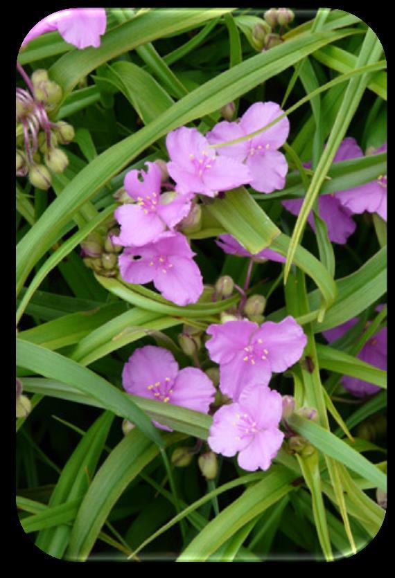 The stems serve as perches for songbirds. Western Spiderwort (Tradescantia occidentalis) Benefits: Butterfly nectar. Height: 1 foot. Blooms: June to July. Color: Pink.