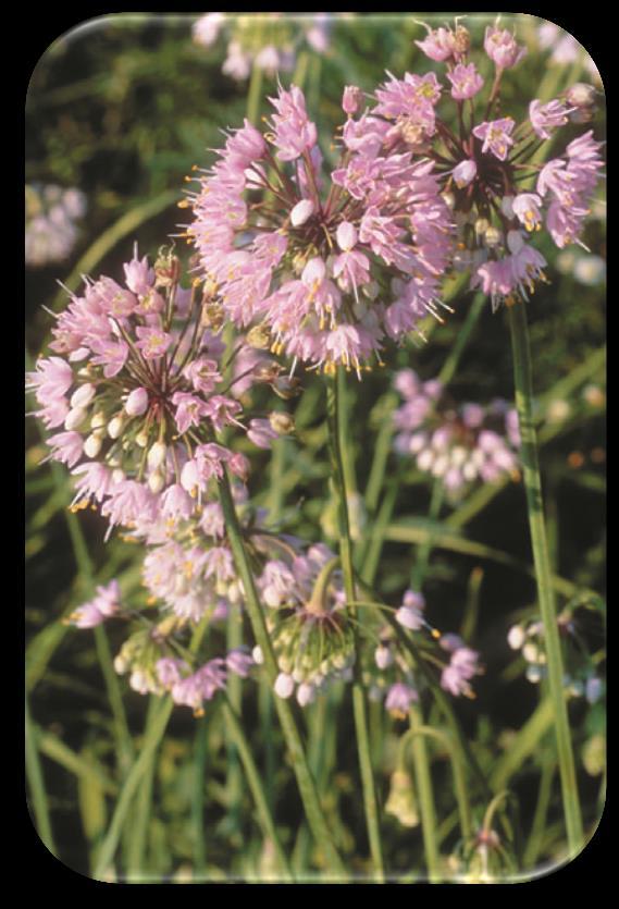 2 Nodding onion (Allium cernuum) Soil: Sand, loam, clay. Moisture: Medium to moist. Benefits: Butterfly nectar. Height: 1 to 2 feet. Blooms: July to August. Color: White and pink.