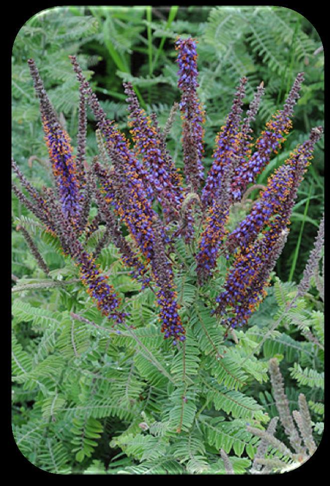 It thrives in any moderately rich soil, from rocky hillsides to damp clay. Leadplant (Amorpha canescens) Light: Full sun, partial. Benefits: Butterfly nectar. Height: 2 to 3 feet.