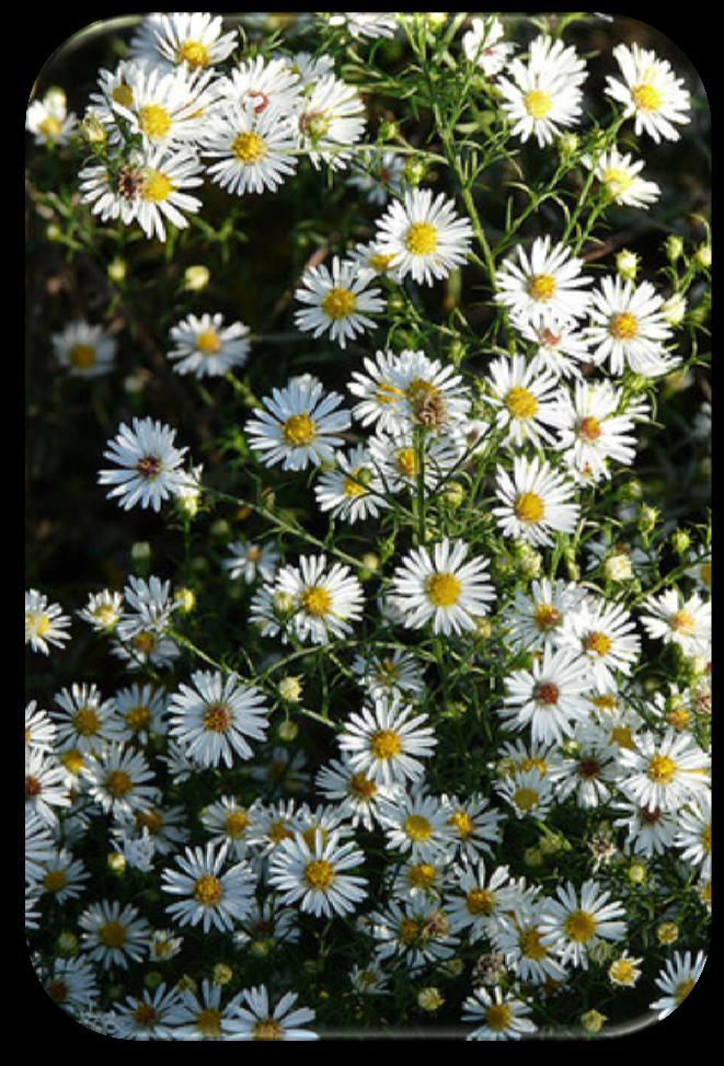 3 Heath Aster (Aster ericoides) Benefits: Butterfly and moth nectar. Larval food for northern crescent butterflies. Height: 1 to 3 feet. Blooms: August to October. Color: White.