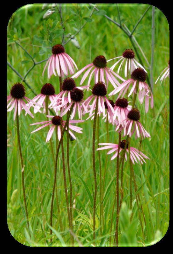 6 Pale Purple Coneflower (Echinacea pallida) Soil: Sand, loam, clay. Benefits: Butterfly nectar and seeds for birds. Height: 3 to 5 feet. Blooms: June to July.