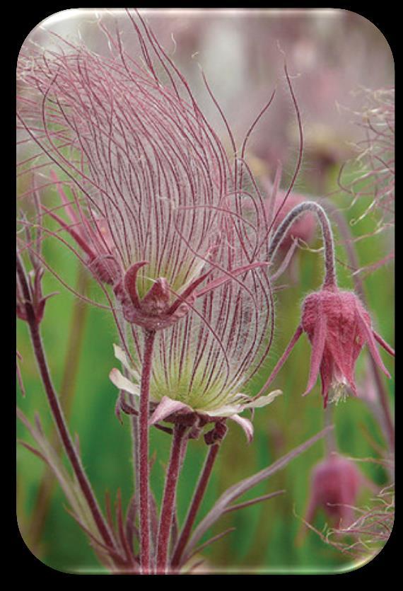 Prairie Smoke (Geum triflorum) Benefits: Pollinator nectar. Height: 0.5 feet. Blooms: May to June. Color: Pink. Spacing: 0.5 feet. A rock and sand garden favorite.