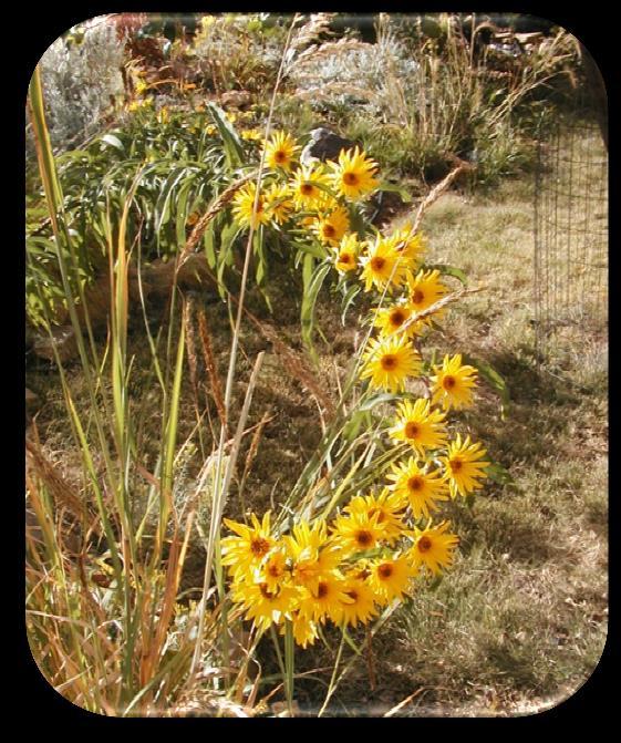 7 Blanket flower (Gaillardia aristata) Moisture: Full sun.