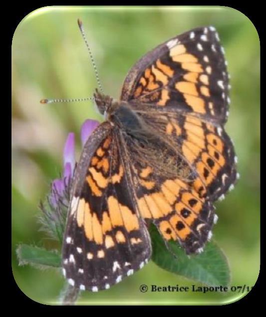 Benefits: Butterfly nectar and larval food for checkerspot butterflies.