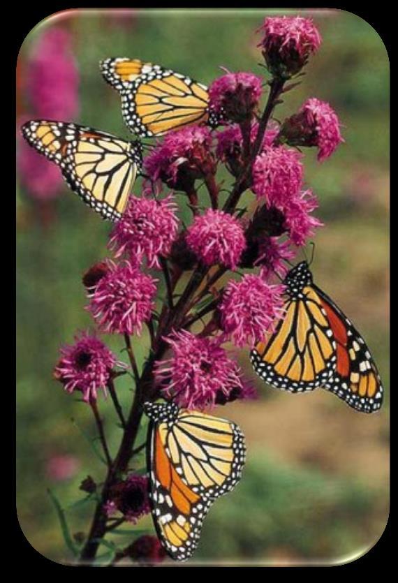 9 Meadow Blazingstar (Liatris ligulistylis) Soil: Loam. Moisture: Medium, moist. Benefits: Butterfly nectar and seeds for finches and juncos. Height: 3 to 5 feet. Blooms: August to September.
