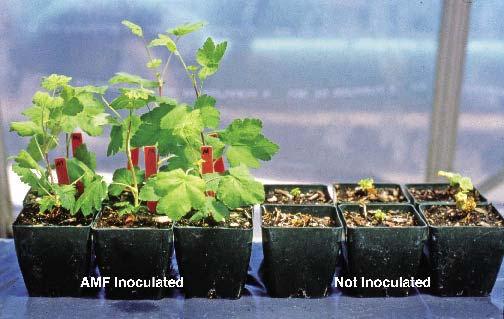 mycorrhizal inoculants improve growth promotes